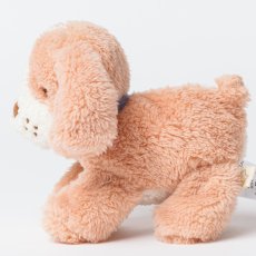 画像7: バスケット入り ブラウン・ビーグル子犬 (7)